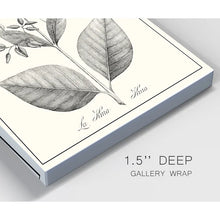 Load image into Gallery viewer, 27&quot; H x 18&quot; W x 1.5&quot; D Antique Black &amp; White Botanical - Wrapped Canvas Painting
