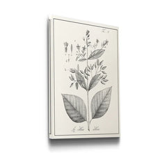 Load image into Gallery viewer, 27&quot; H x 18&quot; W x 1.5&quot; D Antique Black &amp; White Botanical - Wrapped Canvas Painting
