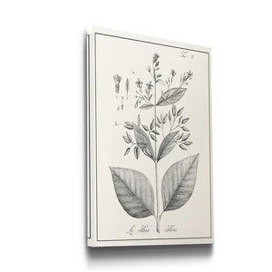 27" H x 18" W x 1.5" D Antique Black & White Botanical - Wrapped Canvas Painting