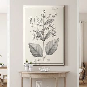 27" H x 18" W x 1.5" D Antique Black & White Botanical - Wrapped Canvas Painting