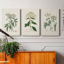 Load image into Gallery viewer, 12&quot; H x 24&quot; W x 1&quot; D Antique Turpin Botanical VII 3 Piece Wrapped Canvas Print
