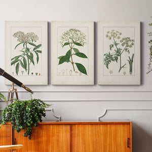 12" H x 24" W x 1" D Antique Turpin Botanical VII 3 Piece Wrapped Canvas Print
