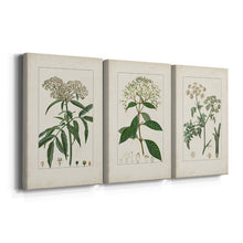 Load image into Gallery viewer, 12&quot; H x 24&quot; W x 1&quot; D Antique Turpin Botanical VII 3 Piece Wrapped Canvas Print
