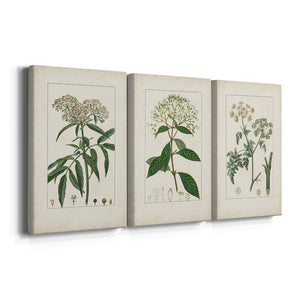 12" H x 24" W x 1" D Antique Turpin Botanical VII 3 Piece Wrapped Canvas Print
