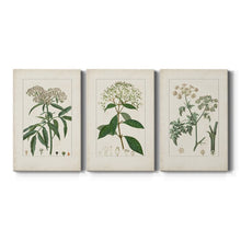 Load image into Gallery viewer, 12&quot; H x 24&quot; W x 1&quot; D Antique Turpin Botanical VII 3 Piece Wrapped Canvas Print

