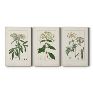 12" H x 24" W x 1" D Antique Turpin Botanical VII 3 Piece Wrapped Canvas Print