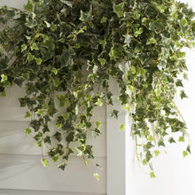 Load image into Gallery viewer, Artificial Variegated Mini Hanging Bush Ivy Plant (SET OF 2)
