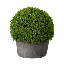 Load image into Gallery viewer, Babytear Smallball Desktop Foliage Plant in Cement Pot #1267HW
