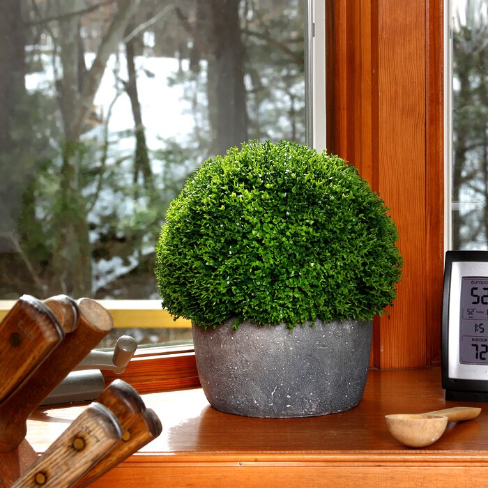 Babytear Smallball Desktop Foliage Plant in Cement Pot #1267HW