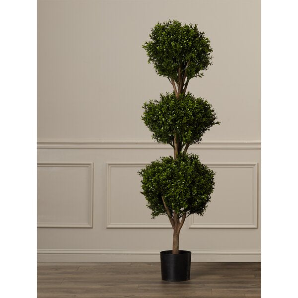 Ball Boxwood 72