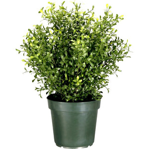 Barkhampstead Artifical Flowering Plant in Planter, #6402