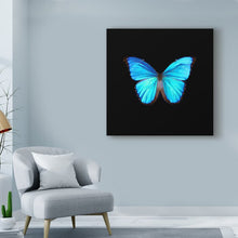 Load image into Gallery viewer, 18&quot; H x 18&quot; W x 2&quot; D Blue Butterfly On Black by Tom Quartermaine Wrapped Canvas Graphic Art
