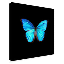 Load image into Gallery viewer, 18&quot; H x 18&quot; W x 2&quot; D Blue Butterfly On Black by Tom Quartermaine Wrapped Canvas Graphic Art
