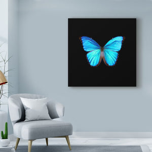 18" H x 18" W x 2" D Blue Butterfly On Black by Tom Quartermaine Wrapped Canvas Graphic Art