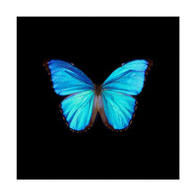Load image into Gallery viewer, 18&quot; H x 18&quot; W x 2&quot; D Blue Butterfly On Black by Tom Quartermaine Wrapped Canvas Graphic Art
