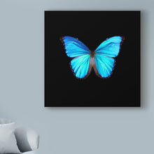 Load image into Gallery viewer, 18&quot; H x 18&quot; W x 2&quot; D Blue Butterfly On Black by Tom Quartermaine Wrapped Canvas Graphic Art
