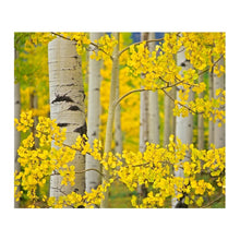 Load image into Gallery viewer, Colossal Images - Aspen Tress Close Up Canvas Wall Art - 24 x 18 MRM3953
