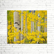 Load image into Gallery viewer, Colossal Images - Aspen Tress Close Up Canvas Wall Art - 24 x 18 MRM3953
