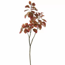 Load image into Gallery viewer, Cotinus Coggygria Folia Branch
