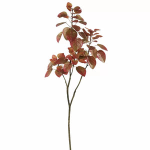 Cotinus Coggygria Folia Branch