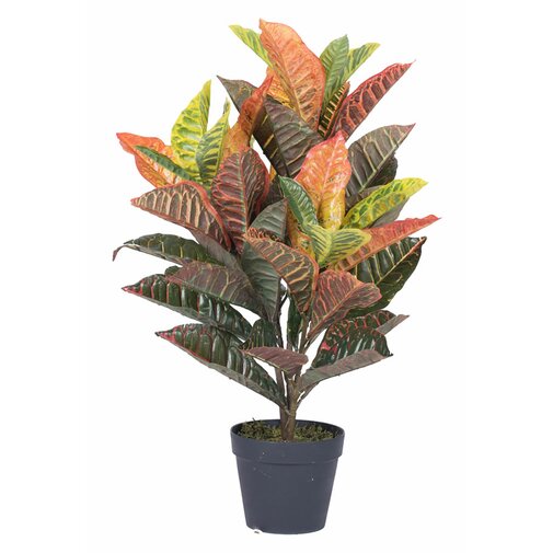 Croton Tree in Pot #9108