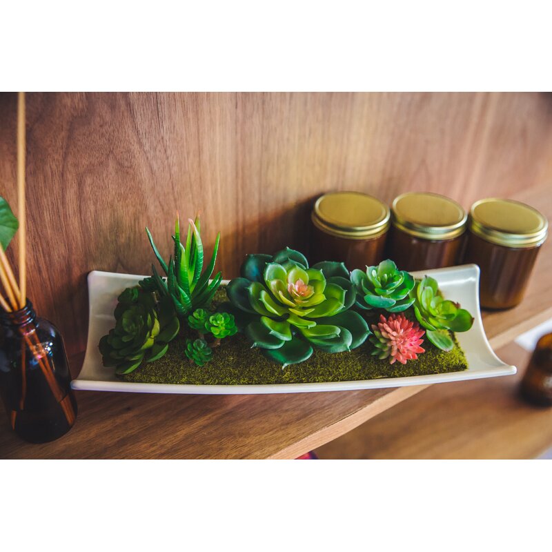 Desktop Succulent Plant in Planter CG111