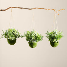 Load image into Gallery viewer, Eucalyptus, Maidenhair and Berry Hanging Plant in Basket (Set of 3)
