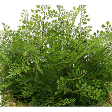 Load image into Gallery viewer, Faux Maidenhair Fern Plant in Basket 1064AH
