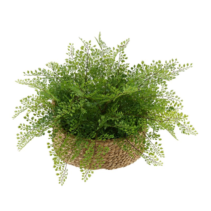 Faux Maidenhair Fern Plant in Basket 1064AH