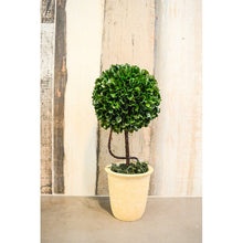 Load image into Gallery viewer, Faux Preserved Floor Boxwood Topiary In Pot
