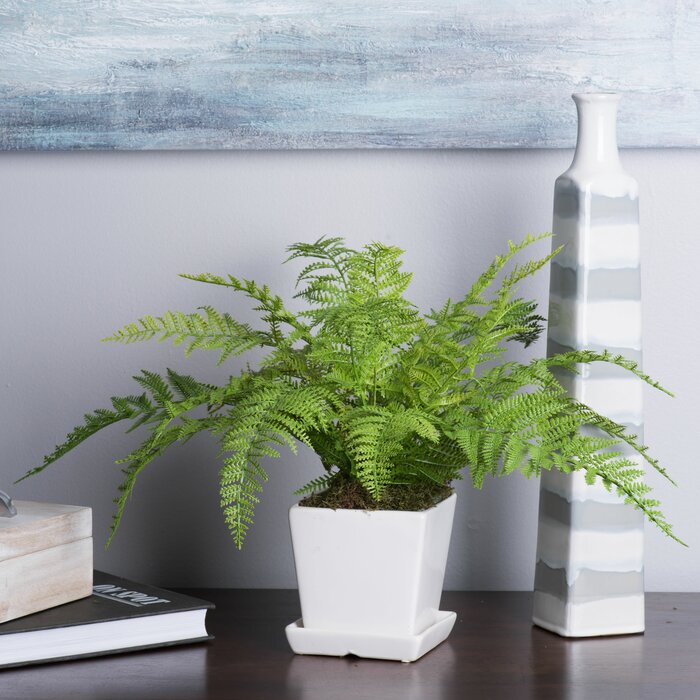 Fern Plant in Planter - 345CE
