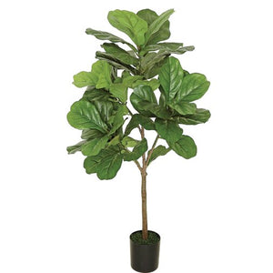 60" H x 35" W x 35" D Floor Fiddle Leaf Fig Tree in Pot #9108