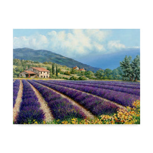 35" H x 47" W x 2" D Fields Of Lavender by Michael Swanson - Wrapped Canvas Print
