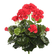 Load image into Gallery viewer, Geranium Bush 39"
