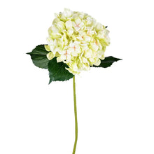 Load image into Gallery viewer, Hydrangea Stem (Set of 2)
