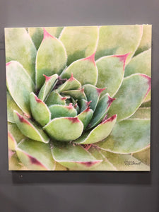 'Garden Succulents IV Color' Photographic Print on Wrapped Canvas
