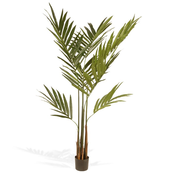 Kentia Palm Tree in Pot (SB426)