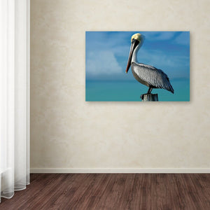 22" H x 32" W Mike Jones Pelican by Mike Jones Photo - Photograph on Canvas