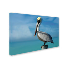 Load image into Gallery viewer, 22&quot; H x 32&quot; W Mike Jones Pelican by Mike Jones Photo - Photograph on Canvas
