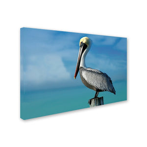 22" H x 32" W Mike Jones Pelican by Mike Jones Photo - Photograph on Canvas