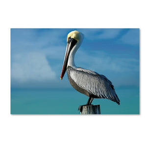 22" H x 32" W Mike Jones Pelican by Mike Jones Photo - Photograph on Canvas