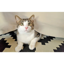 Load image into Gallery viewer, King Ivory Mitchell 15&quot; Egyptian Cotton Quality Bed Skirt
