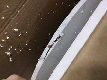 Load image into Gallery viewer, Eatman 40&#39;&#39; Pedestal Dining Table
