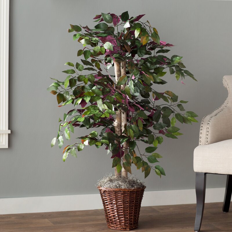 Oberham Capensia Tree in Basket 5491RR