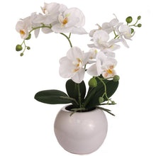 Load image into Gallery viewer, Phalaenopsis Orchid Floral Arrangement in Vase
