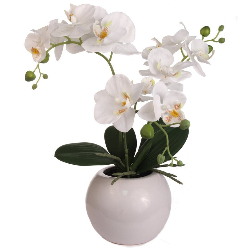 Phalaenopsis Orchid Floral Arrangement in Vase