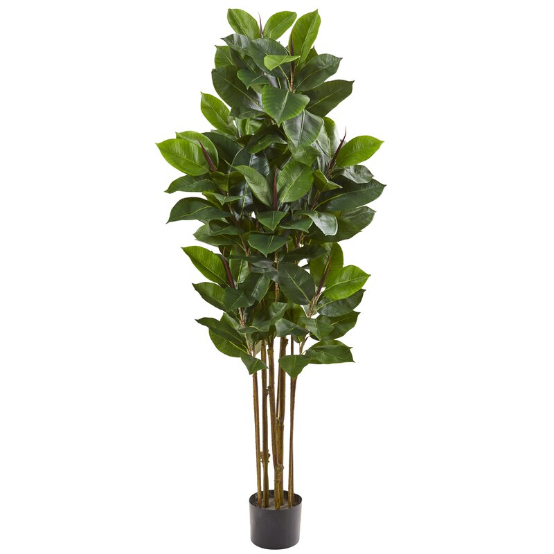 Rubber Leaf Tree in Pot Liner