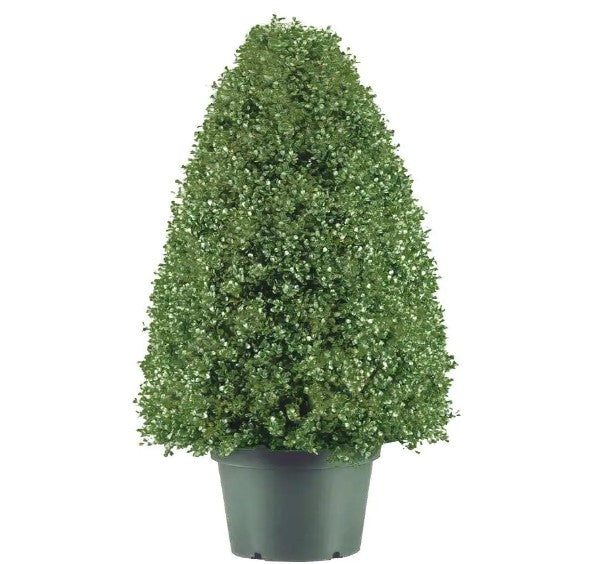 30 in. Boxwood Artificial Tree in Dark Green Round Plastic Urn