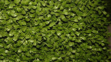 Load image into Gallery viewer, 30 in. Boxwood Artificial Tree in Dark Green Round Plastic Urn
