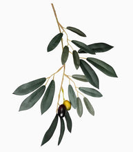 Load image into Gallery viewer, Vickerman 48-in Green Indoor Artificial Olive Trees
